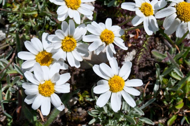 Anthemis cretica / Camomilla montana